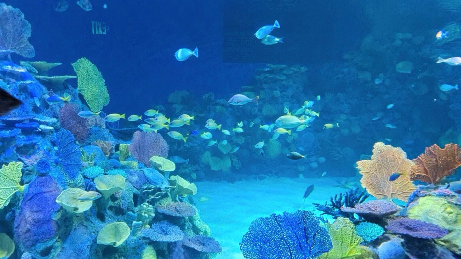 Colorful reef exhibit inside Mote Science Education Aquarium in Sarasota, photographed by Bill Muller