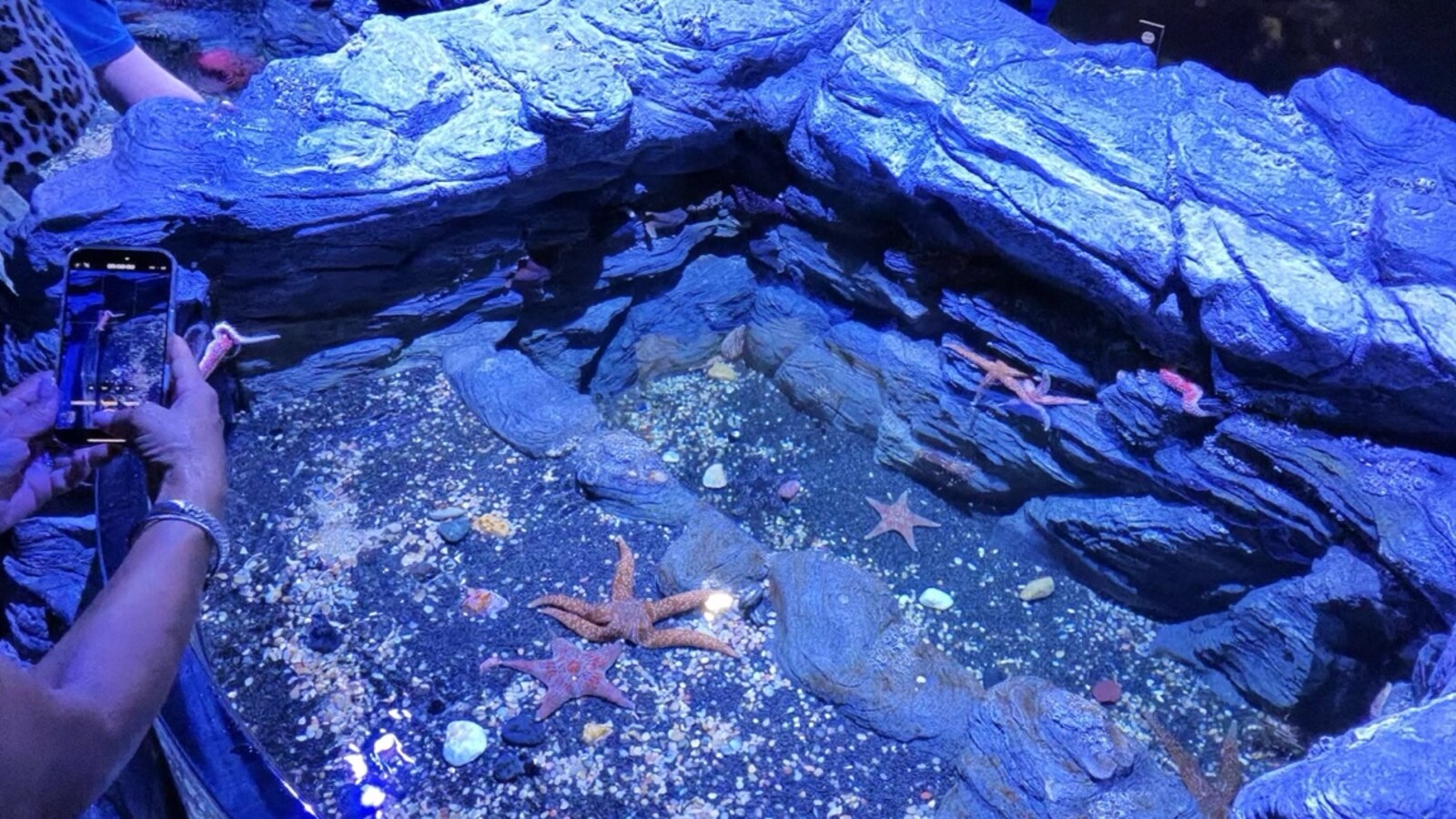 Touch pool experience at Mote Science Education Aquarium in Sarasota, photographed by Bill Muller